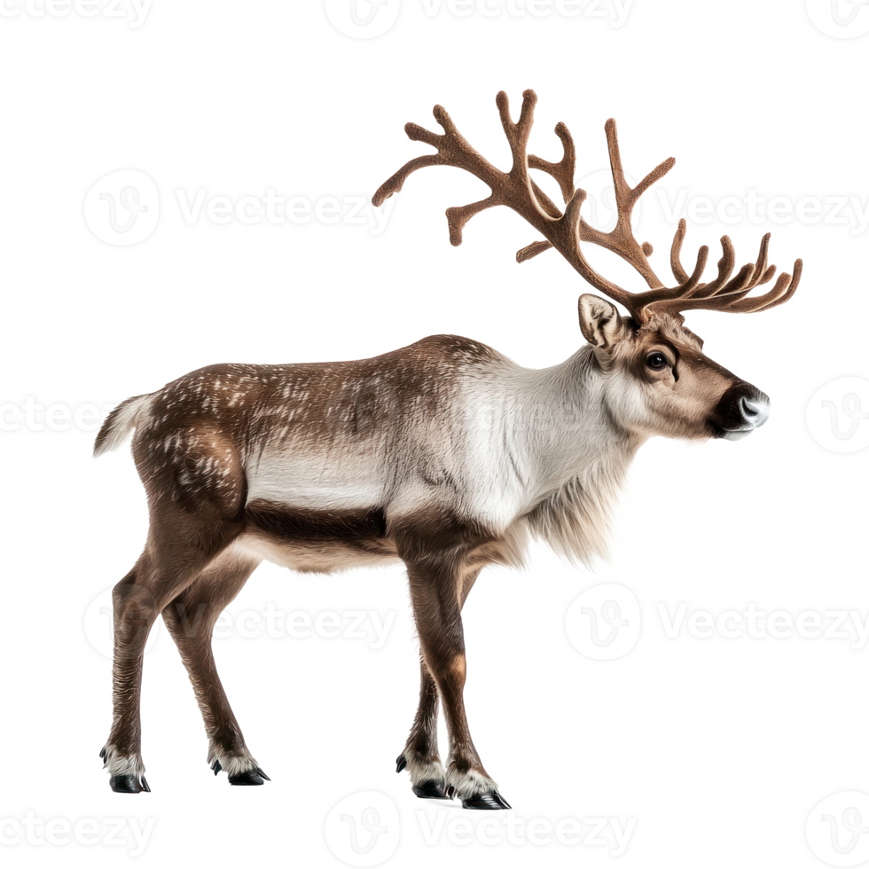 Santa Reindeer side view full length isolate on transparent background png