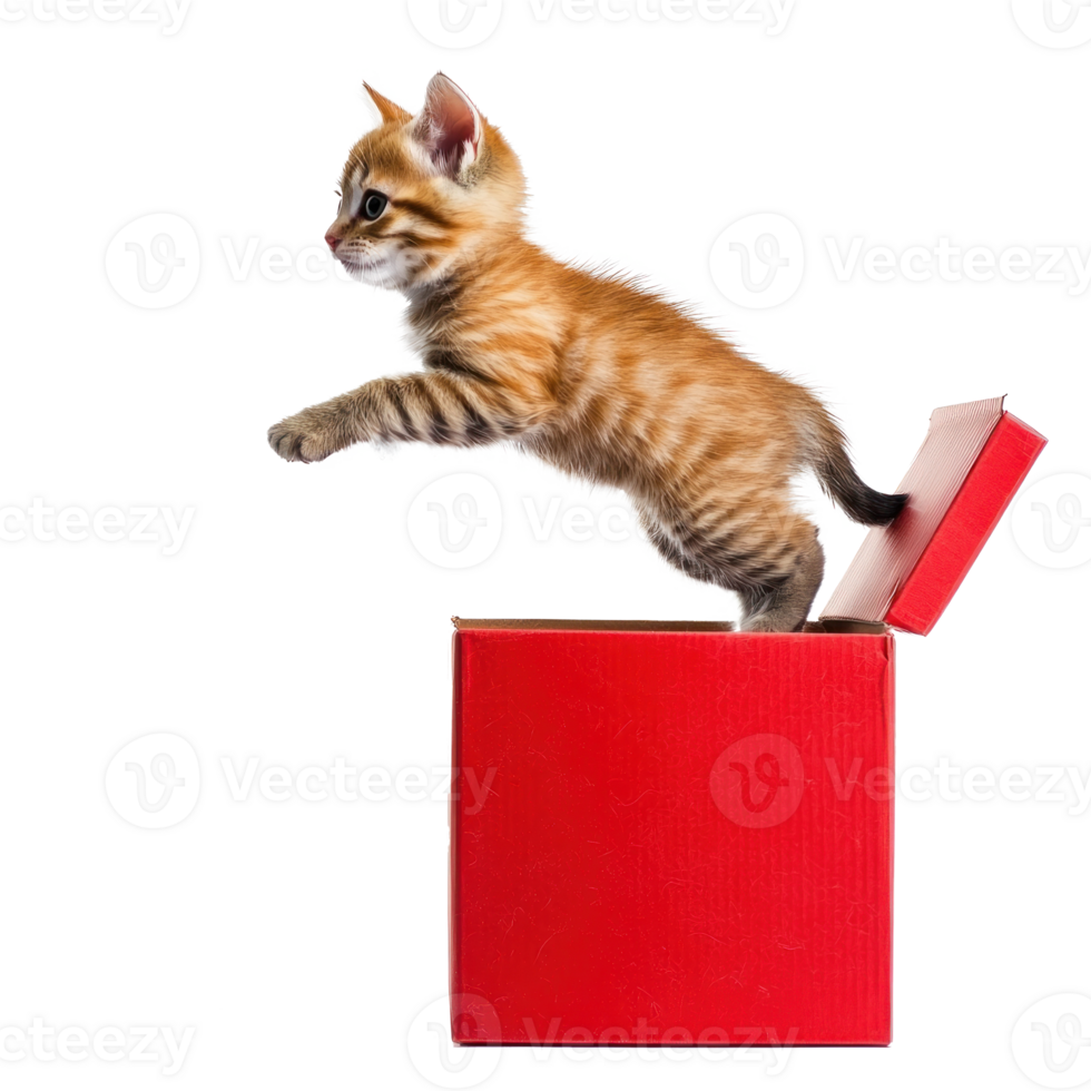 Cute cat coming out of red gift box side view full length isolate on transparent background png