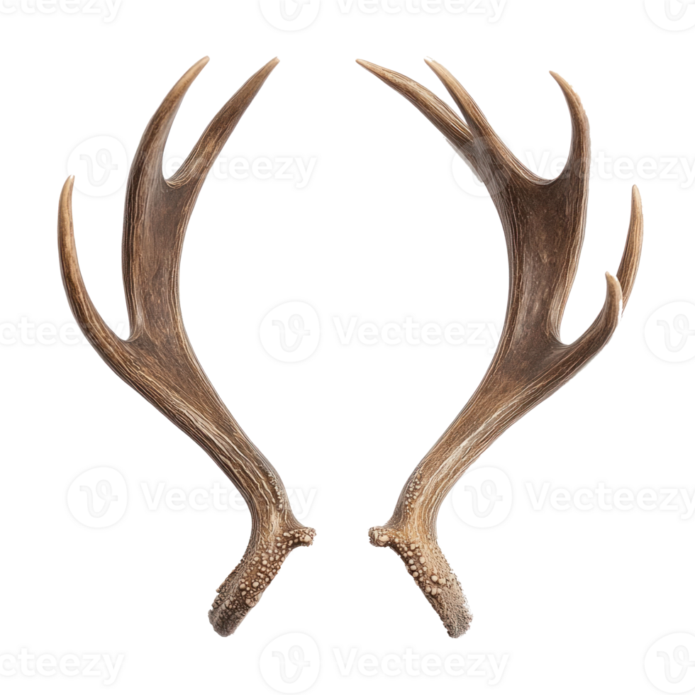 Reindeer antler front view isolate on transparent background png