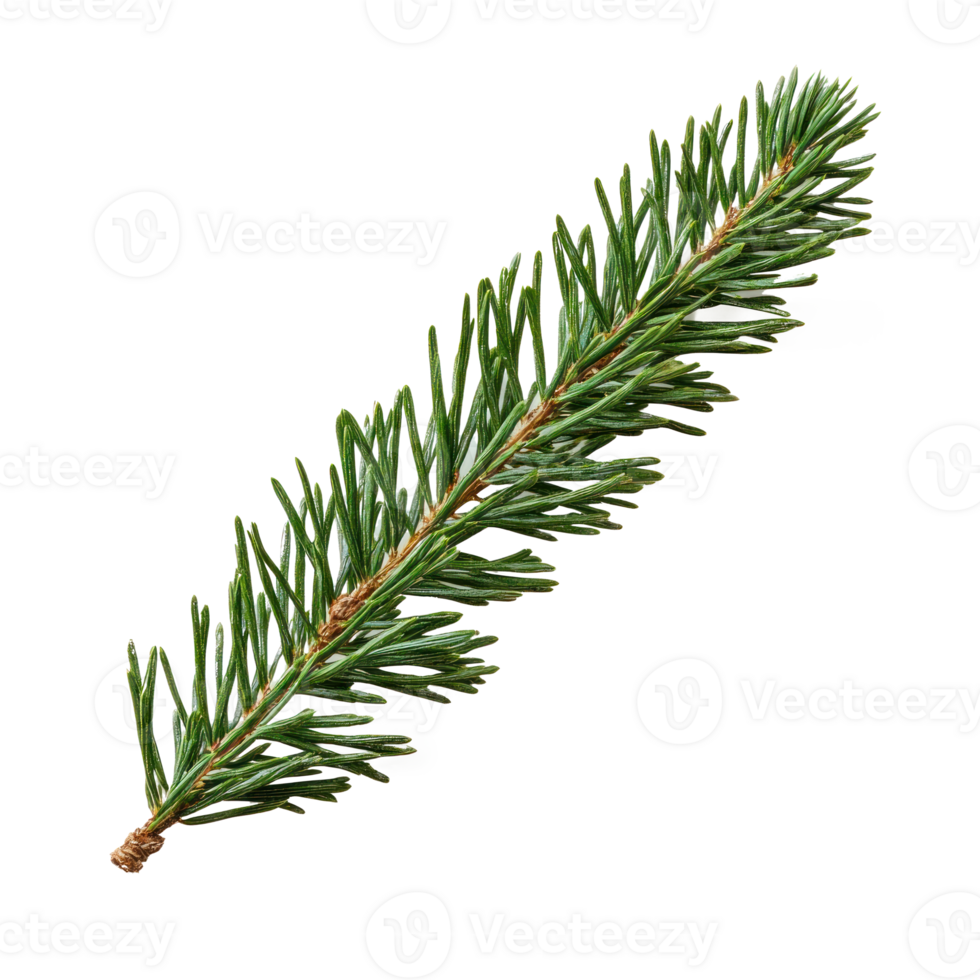 Green fir branch isolate on transparent background png