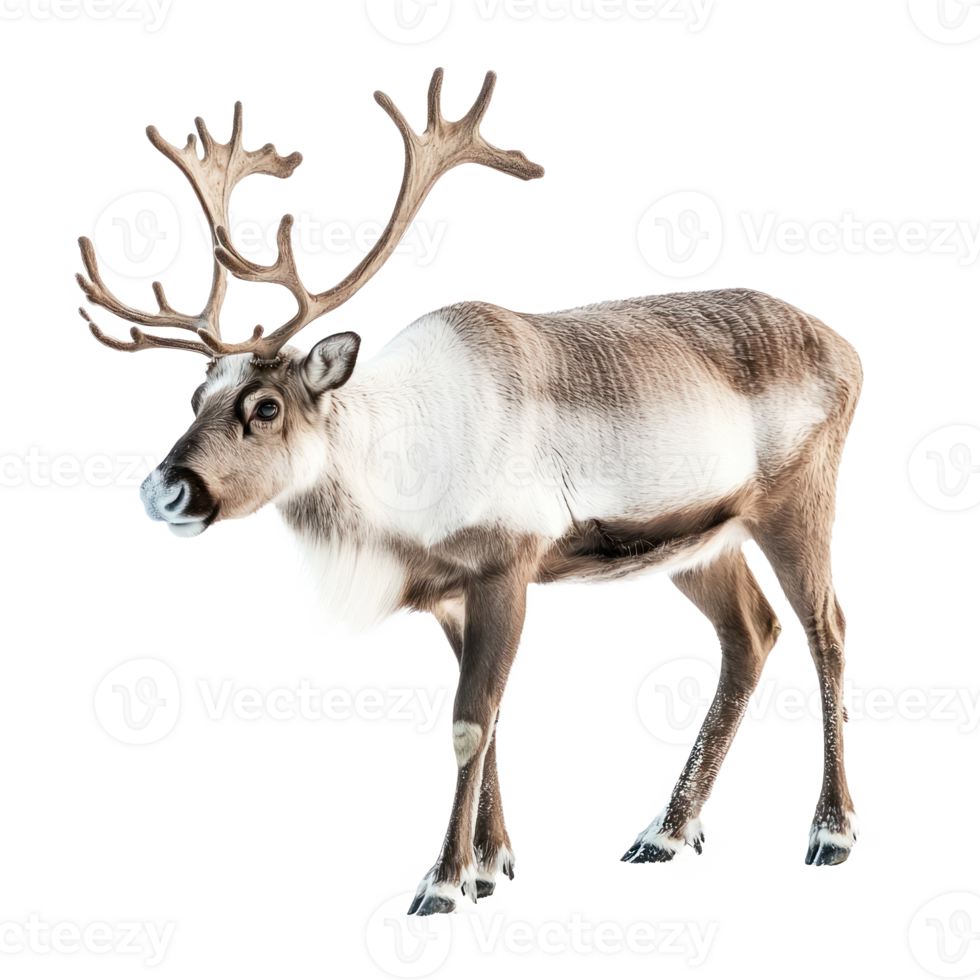 Reindeer side view isolate on transparent background png