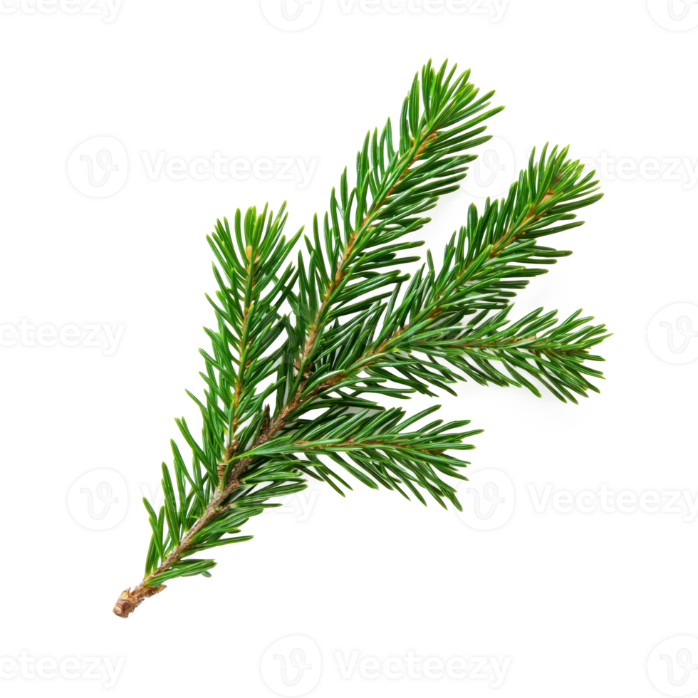 Branch of fir green isolate on transparent background png