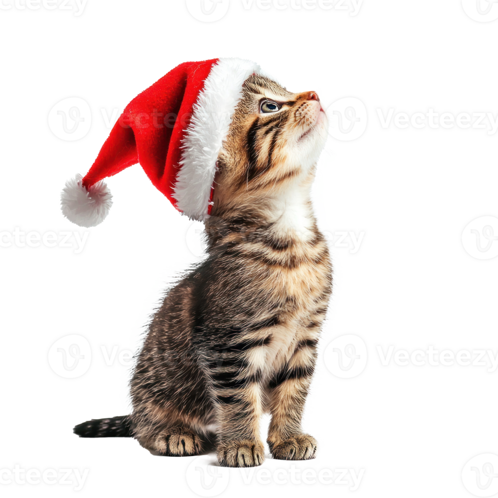 Smiling Kitten in red Santa hat side view full length isolate on transparent background png