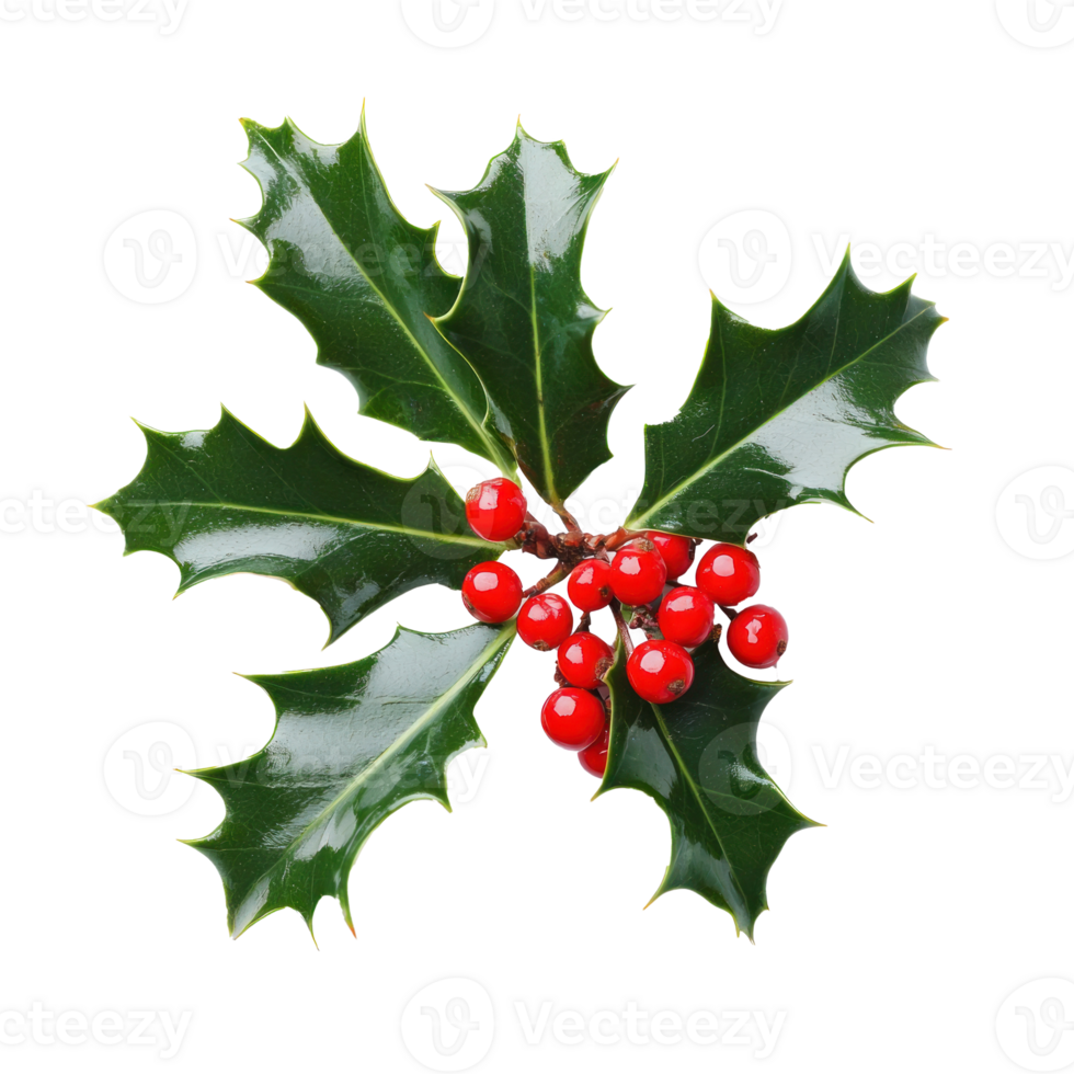 Holly Leaves and Red Berries isolate on transparent background png