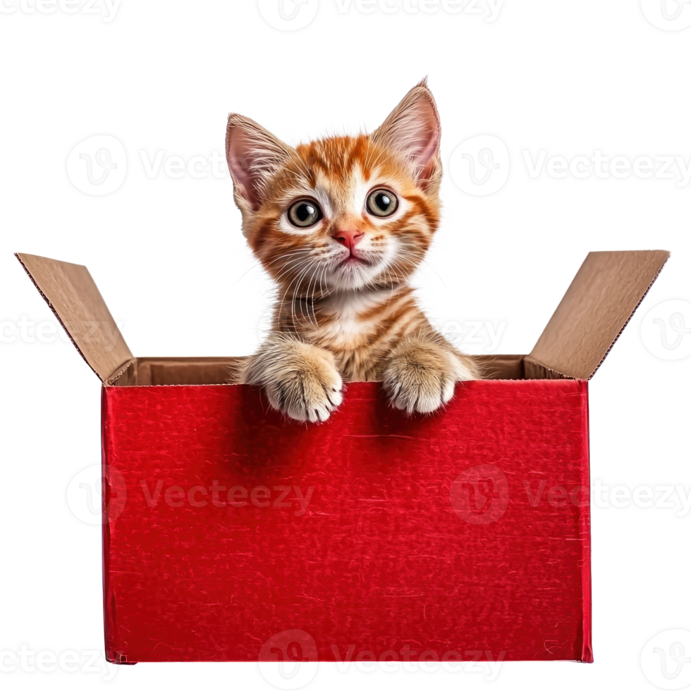 Cute cat coming out of red gift box full length isolate on transparent background png