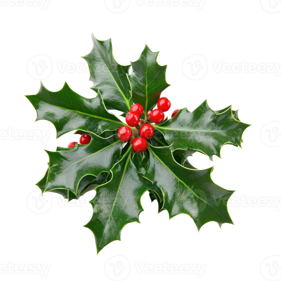 Holly leaves and berries isolate on transparent background png