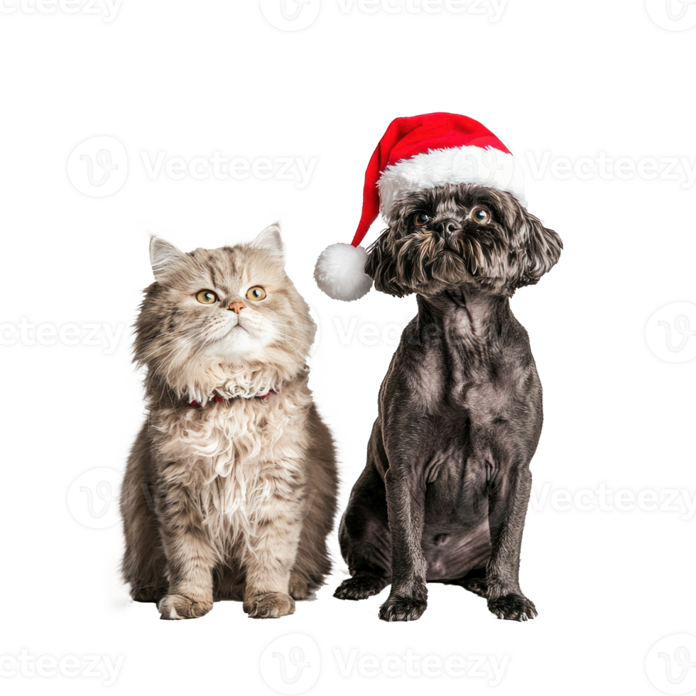 Funny dog and cat wearing a santa hat side view full length isolate on transparent background png
