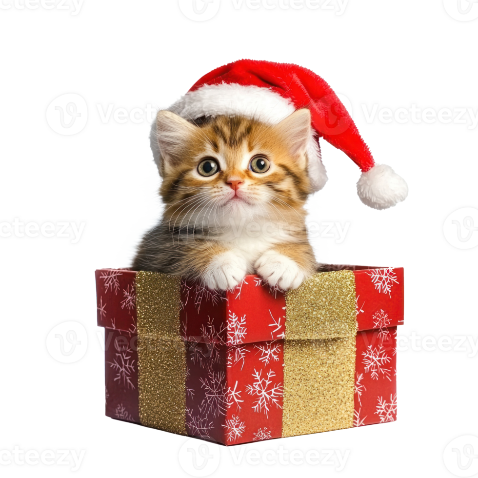 Kitten in a red Santa hat sitting in red and gold gift box side view full length isolate on transparent background png