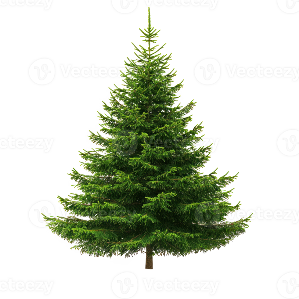 Spruce isolate on transparent background png