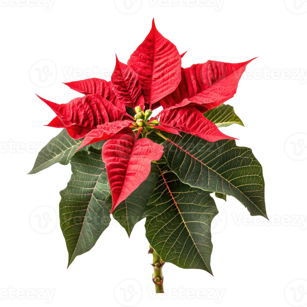 Christmas poinsettia side view isolate on transparent background png
