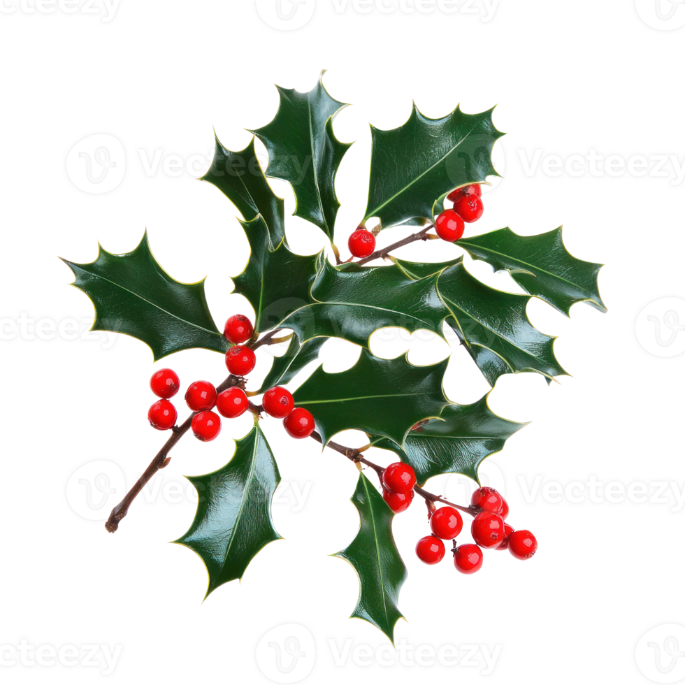 Holly leaves and berries isolate on transparent background png
