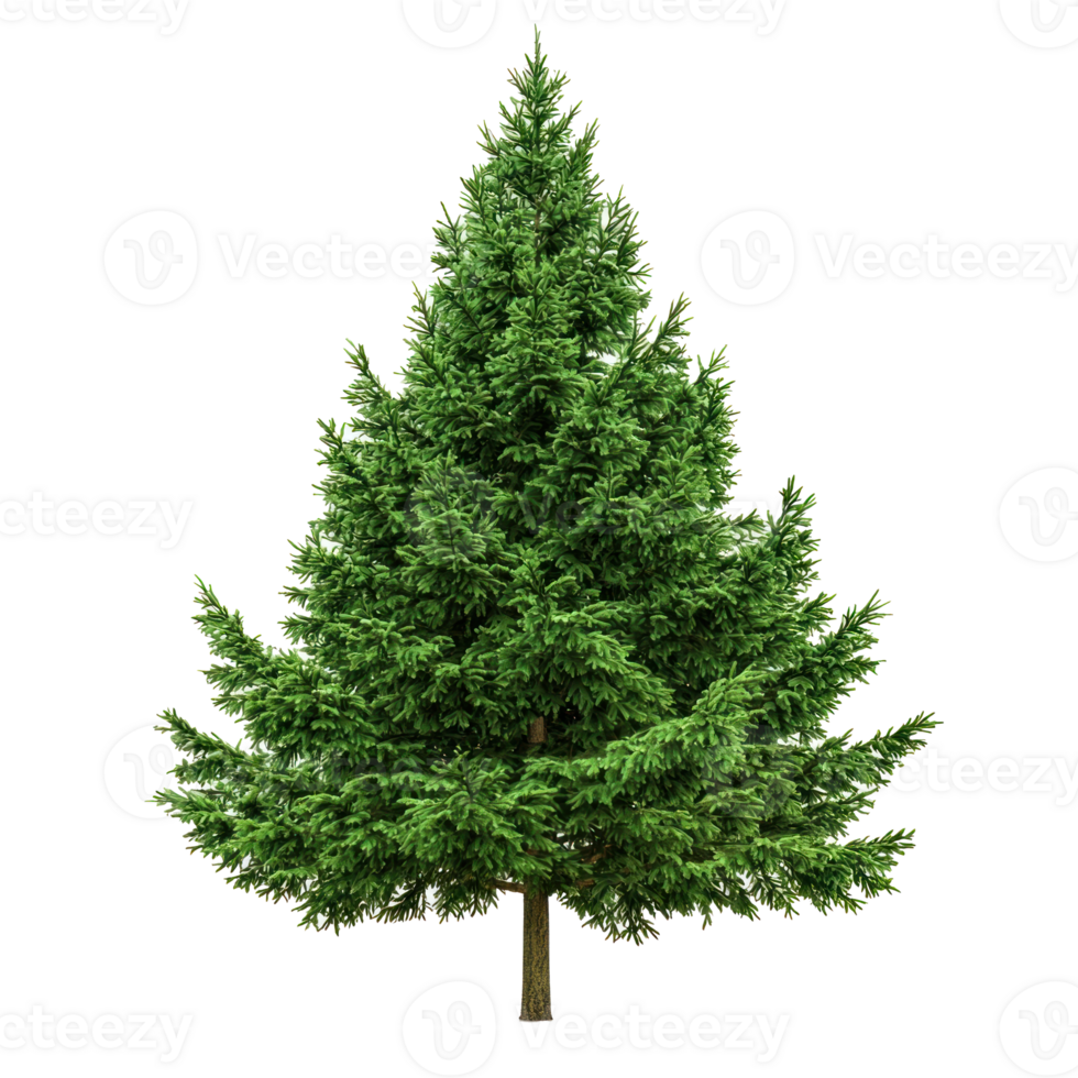 Green fir tree front view isolate on transparent background png