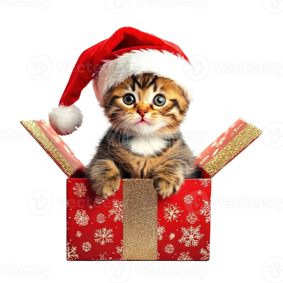 Kitten in a red Santa hat sitting in red and gold gift box full length isolate on transparent background png