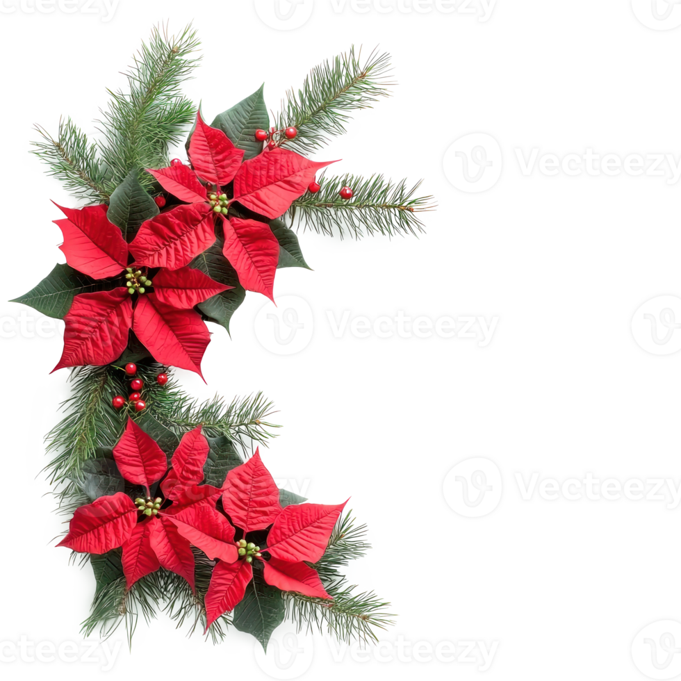 Christmas corner with red poinsettia flowers with pine twigs isolate on transparent background png
