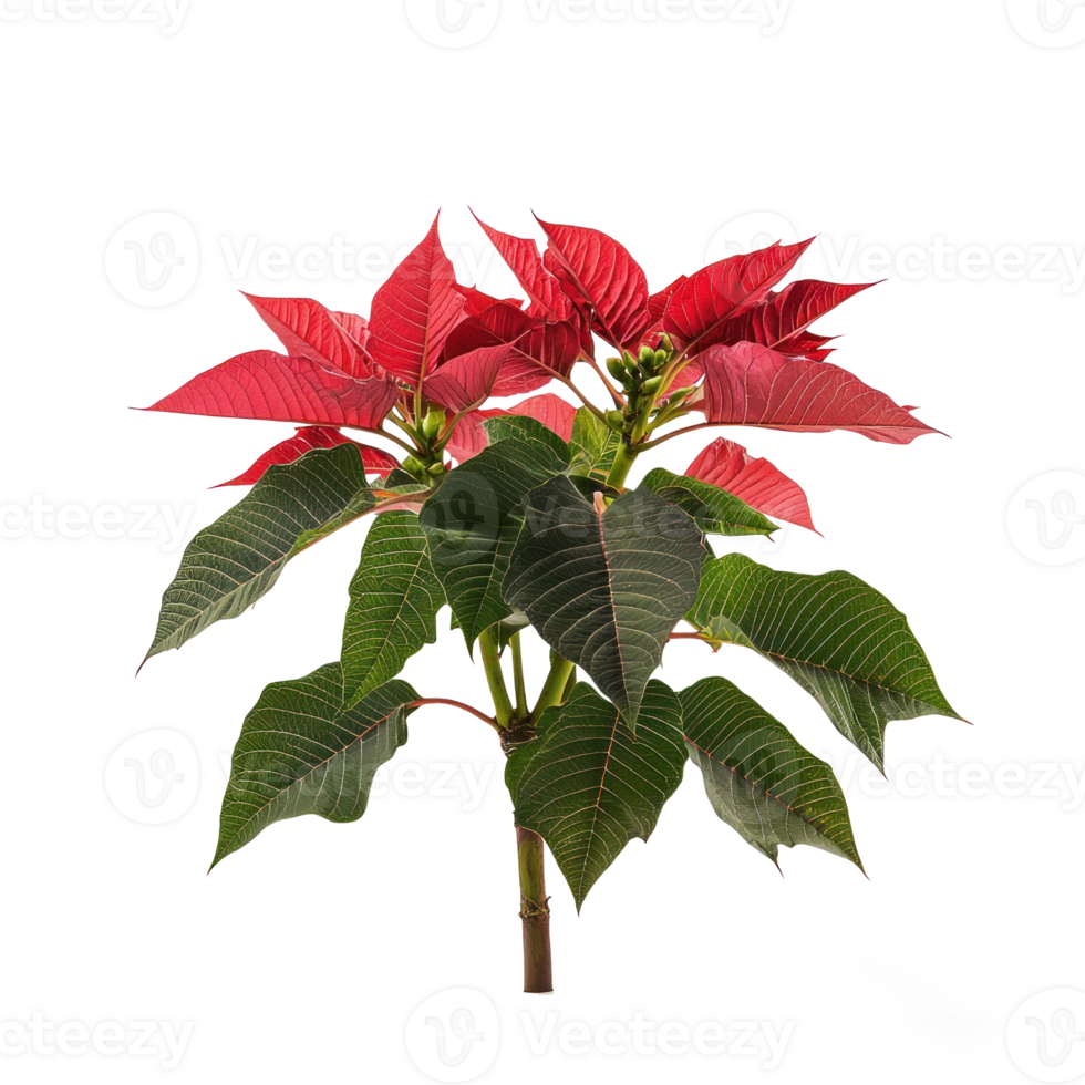 Christmas poinsettia side view isolate on transparent background png