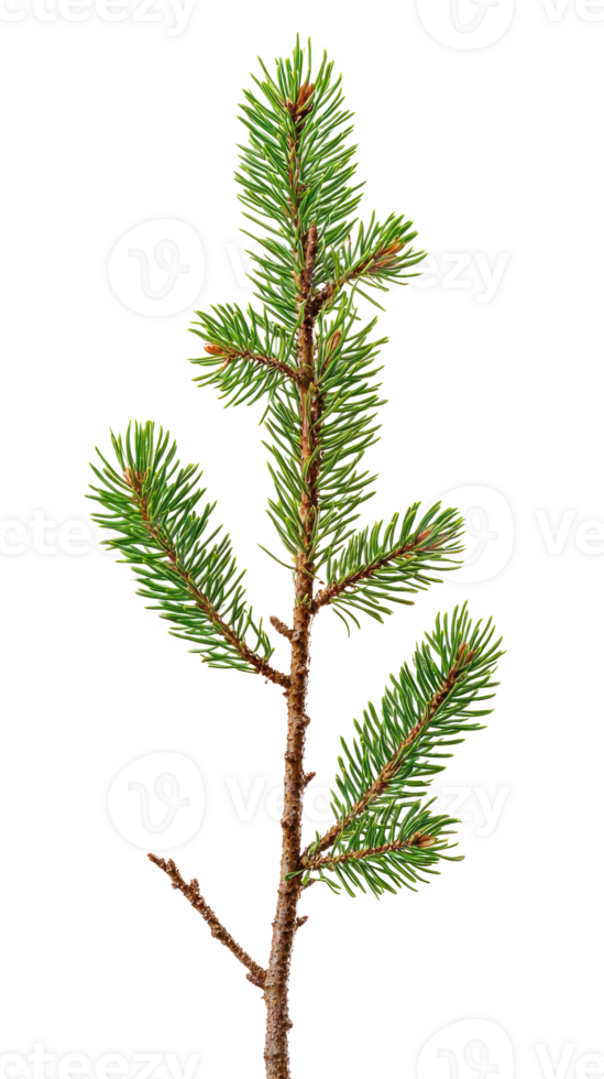 Young sprig of spruce isolate on transparent background png