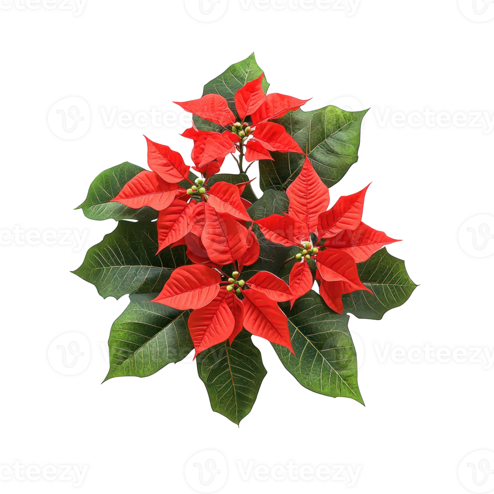 Red poinsettia flower with green leave top view isolate on transparent background png