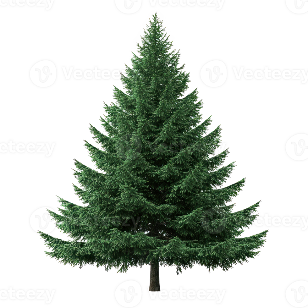 Big green fir tree isolate on transparent background png