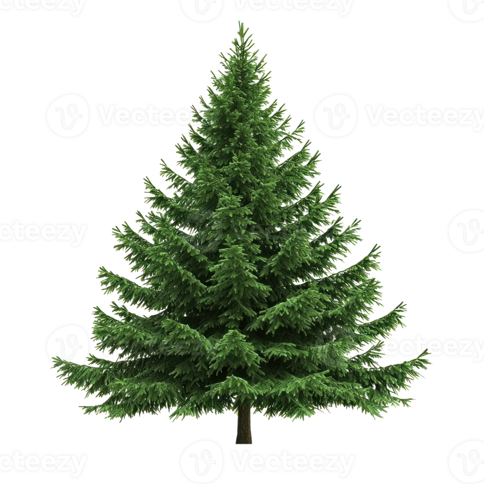 Spruce isolate on transparent background png