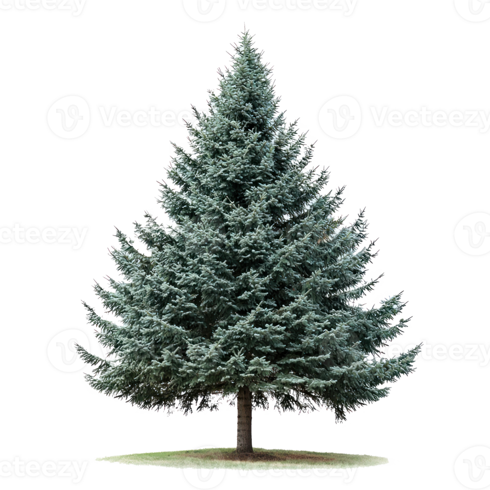 Green fir tree front view isolate on transparent background png