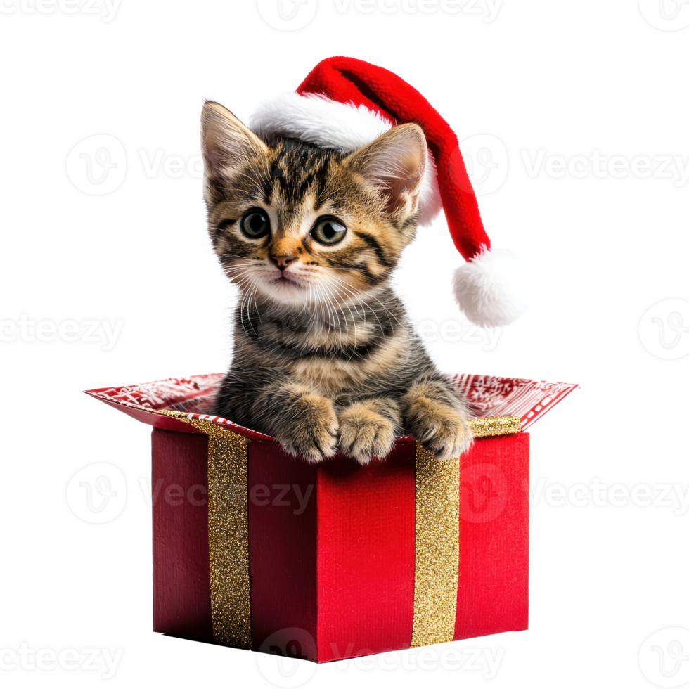 Kitten in a red Santa hat sitting in red and gold gift box side view full length isolate on transparent background png