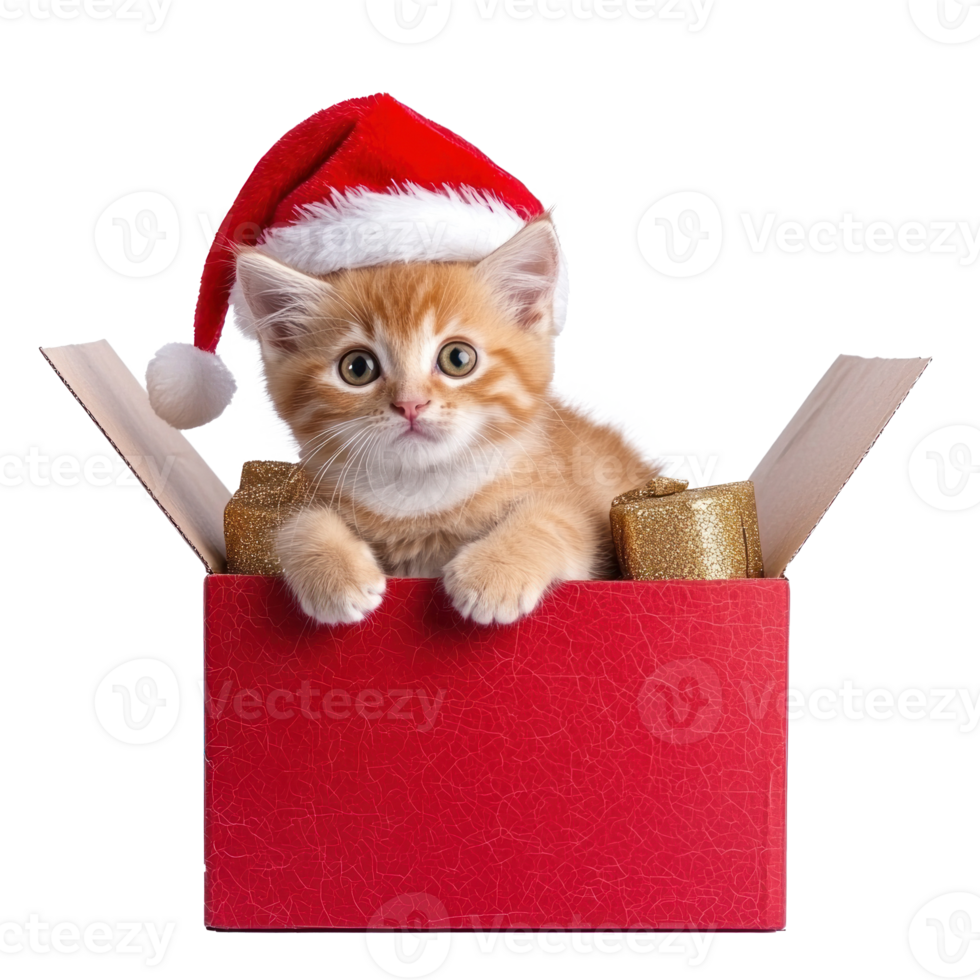 Kitten in a red Santa hat sitting in red and gold gift box full length isolate on transparent background png