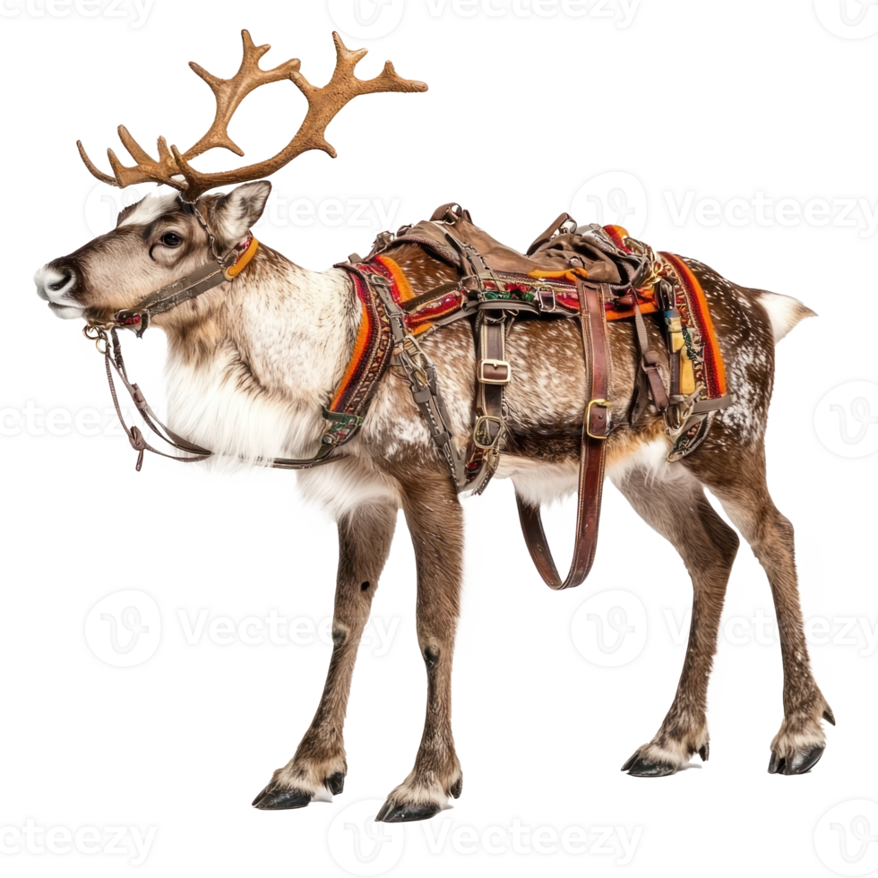 Reindeer in harness side view full length isolate on transparent background png