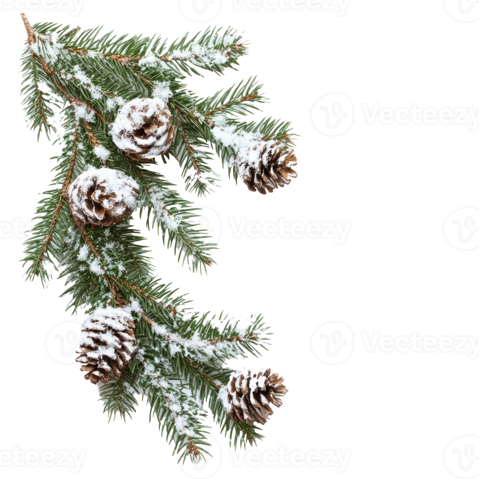 Corner Christmas Fir Branches with Snow and Pine Cones isolate on transparent background png