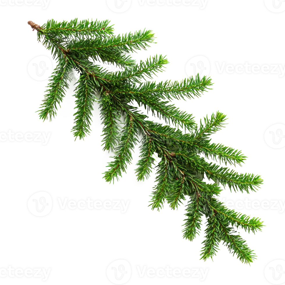 Green fir corner isolate on transparent background png