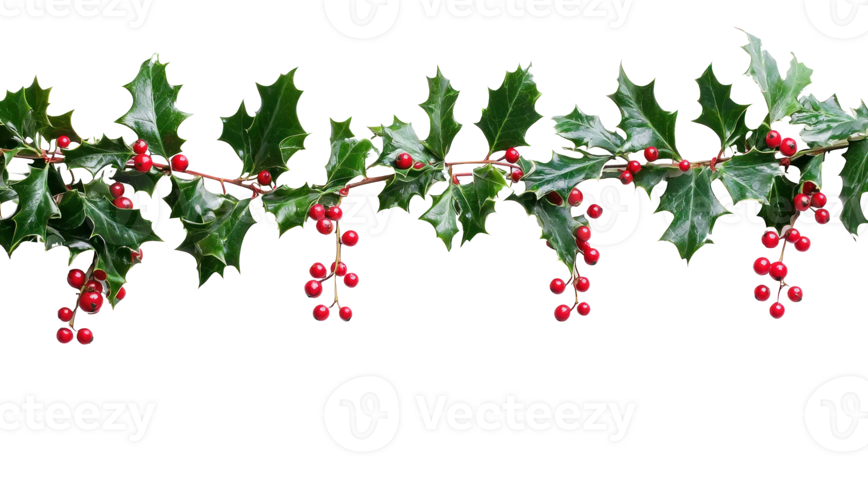 Christmas garland Holly isolate on transparent background png
