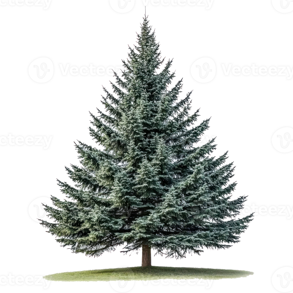 Big green fir tree isolate on transparent background png