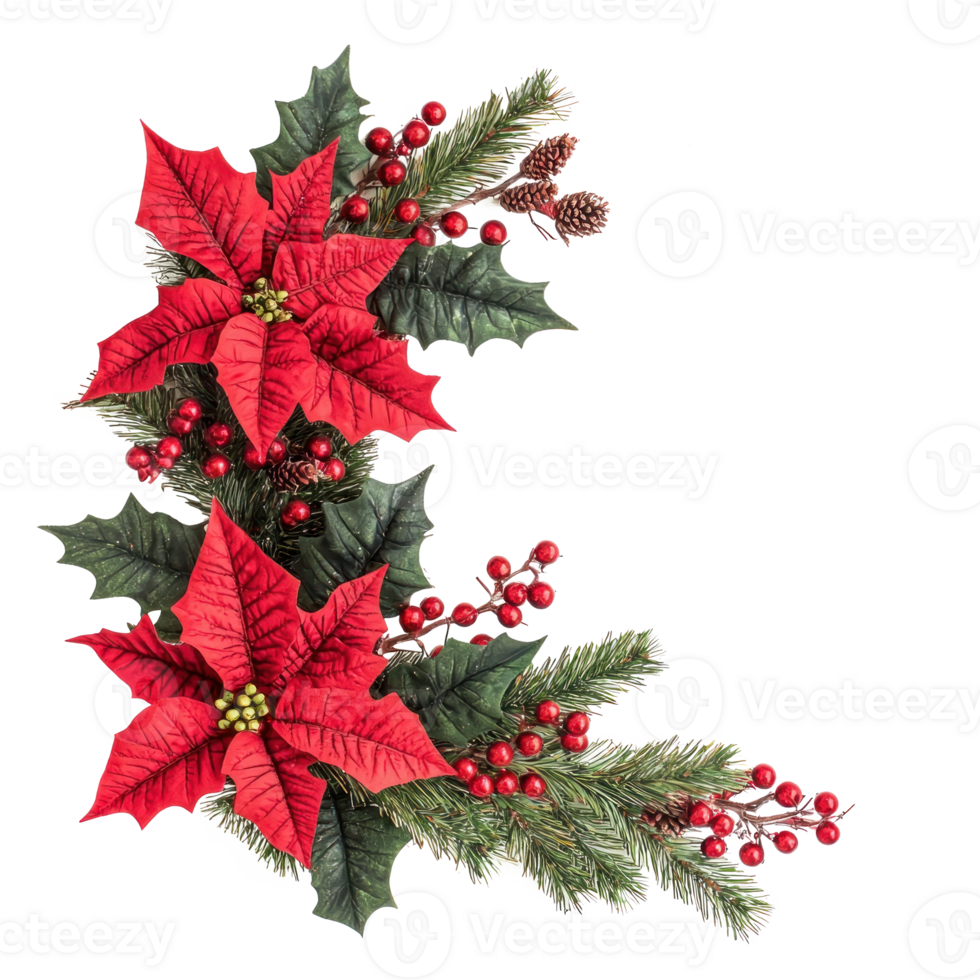 Christmas corner with red poinsettia flowers with pine twigs isolate on transparent background png