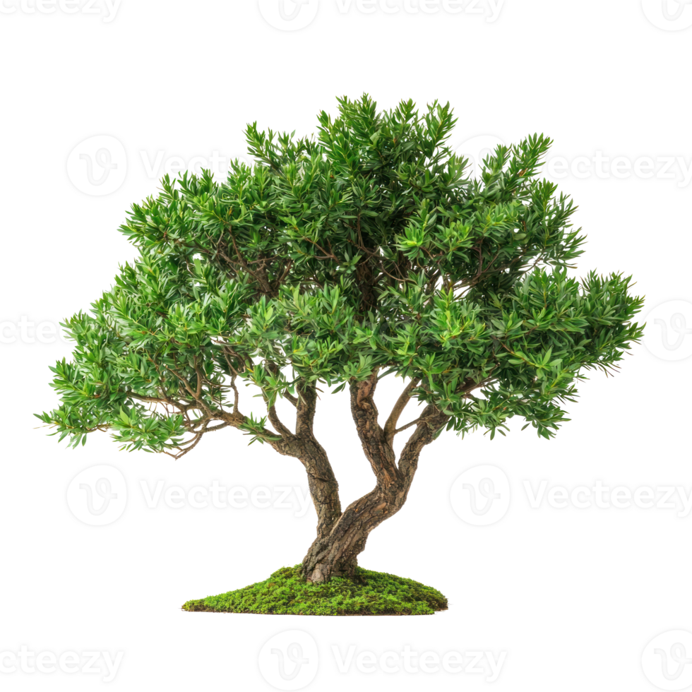 Yew isolate on transparent background png