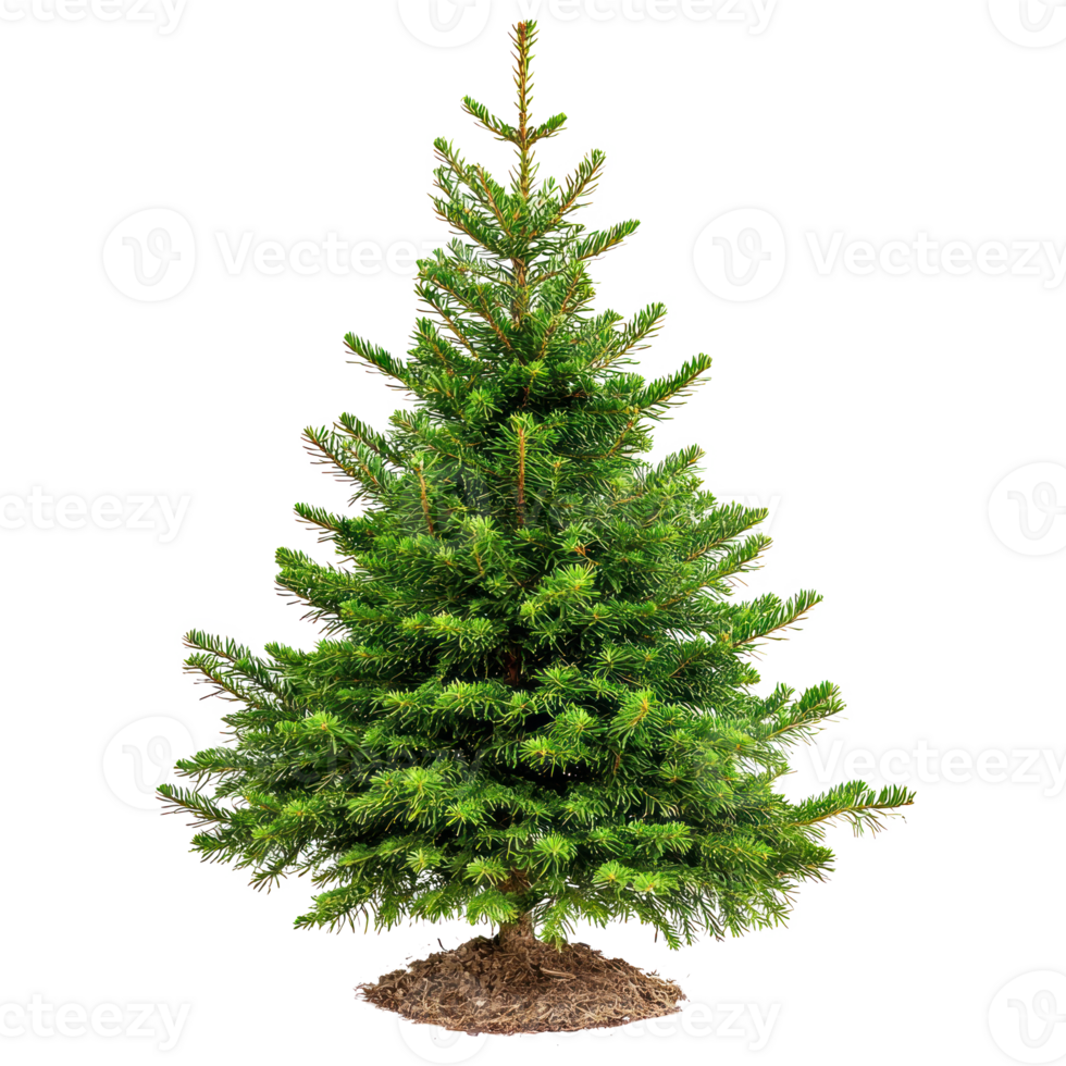 Spruce isolate on transparent background png