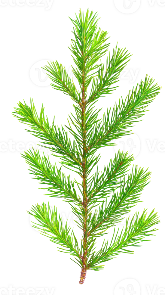 Green fir isolate on transparent background png