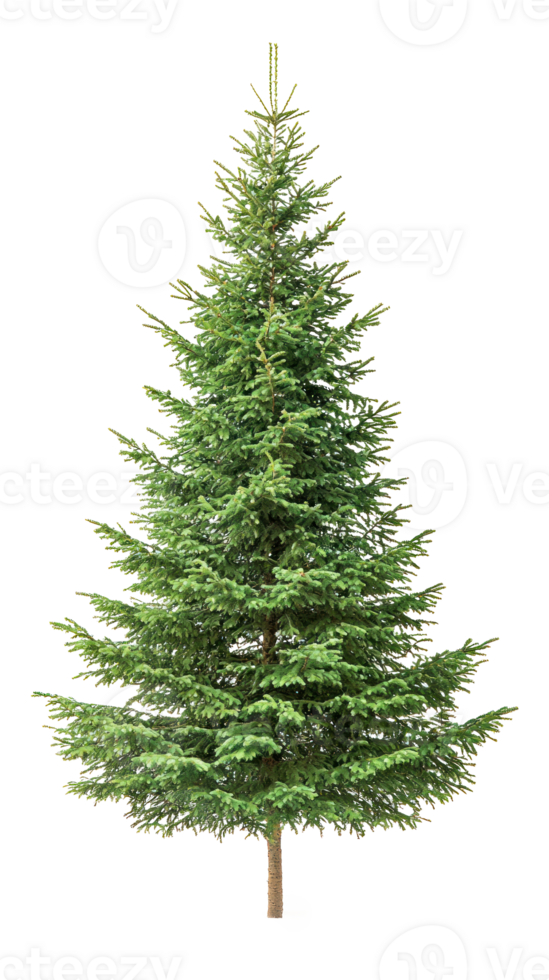 Spruce isolate on transparent background png