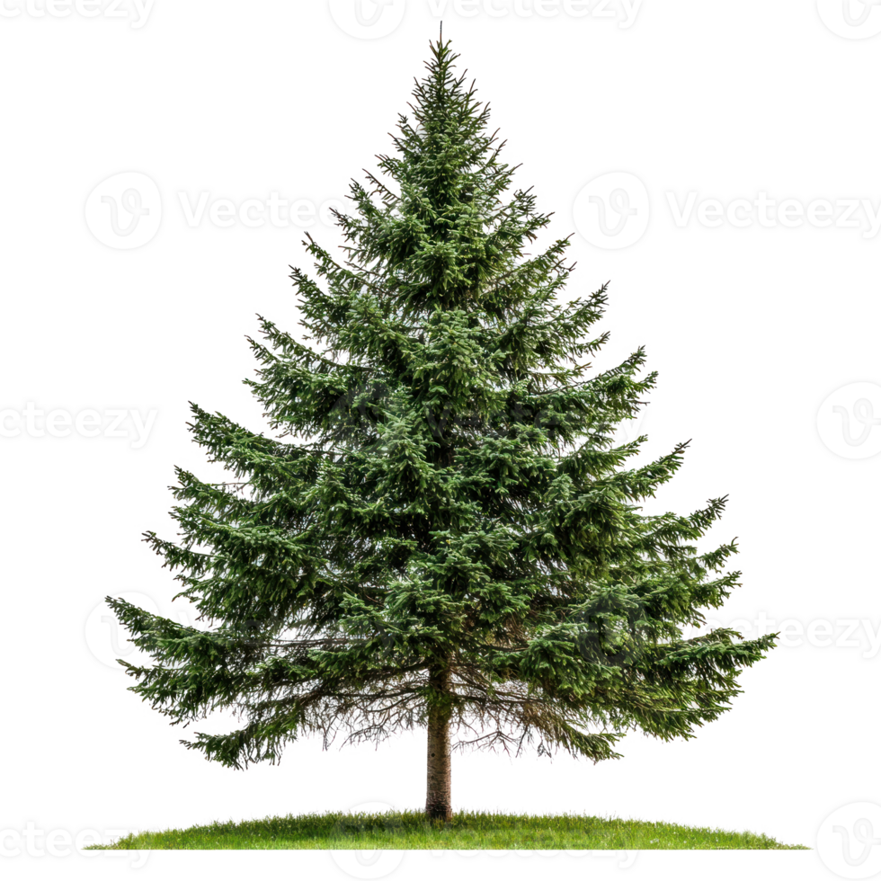 Big green fir tree isolate on transparent background png