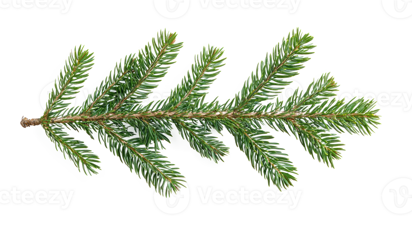 Green fir branch isolate on transparent background png