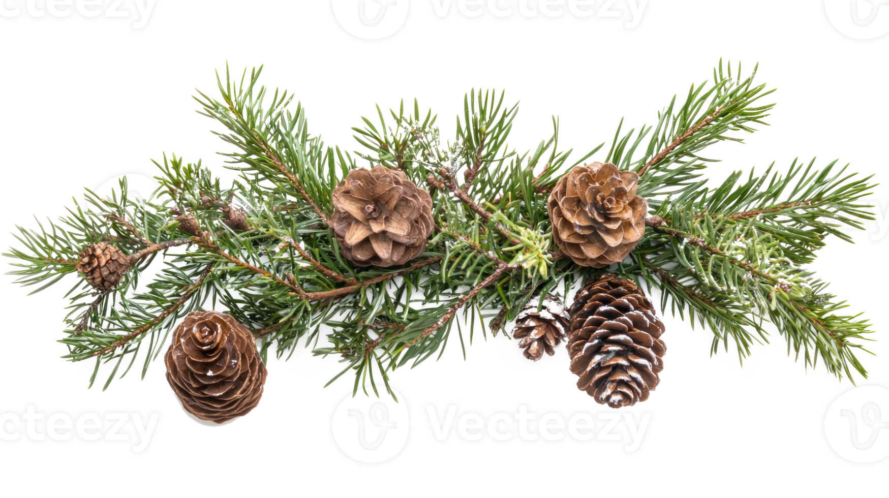 Christmas arrangement of evergreen twigs isolate on transparent background png