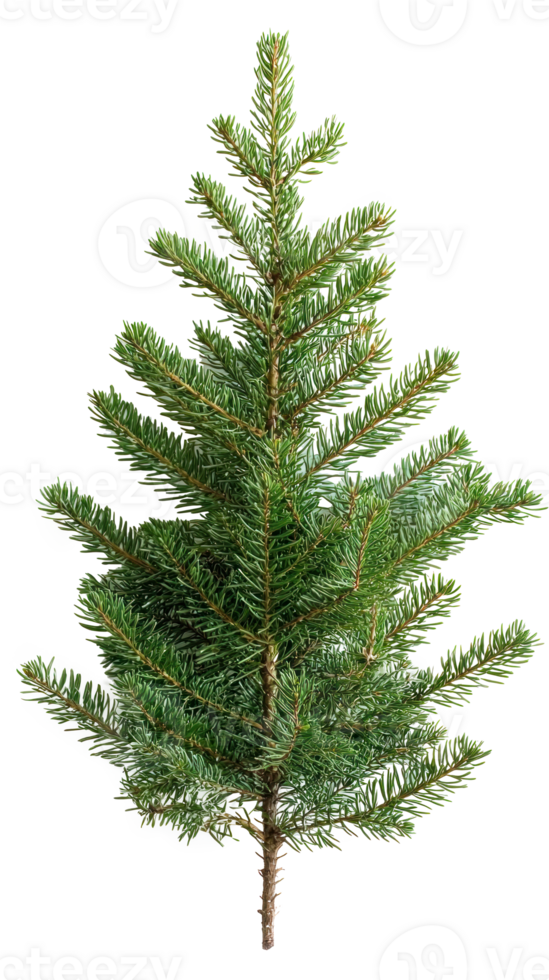 Green fir isolate on transparent background png