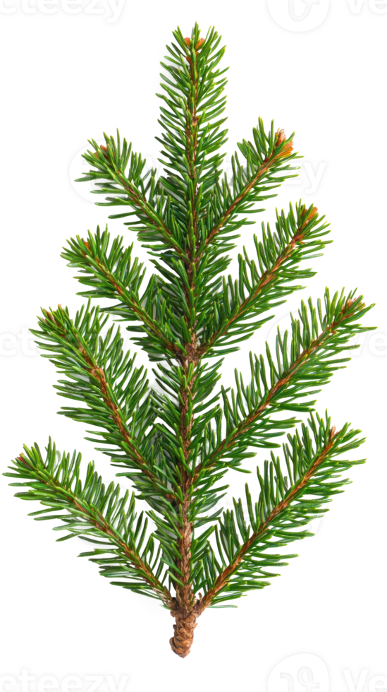 Green fir isolate on transparent background png