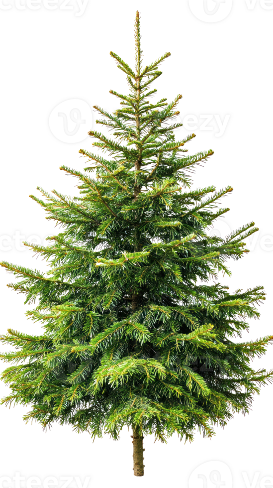 Spruce isolate on transparent background png