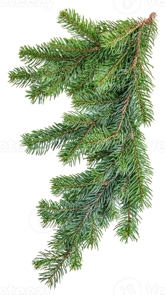 Green fir corner isolate on transparent background png