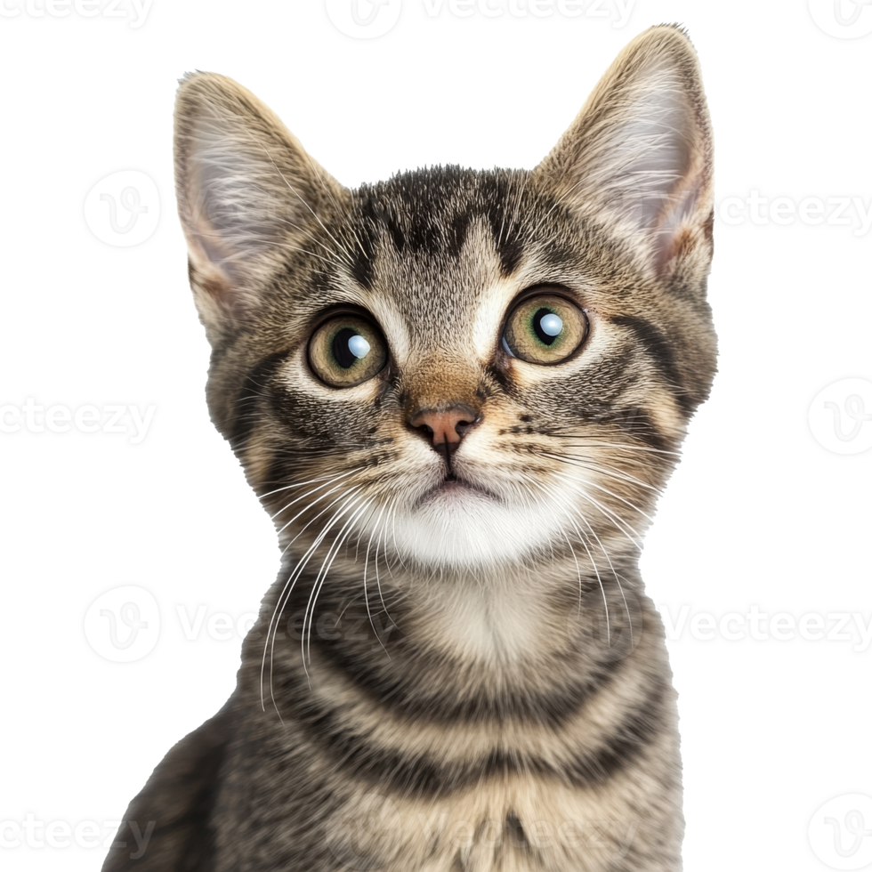 Expressive eyed tabby kitten portrait png