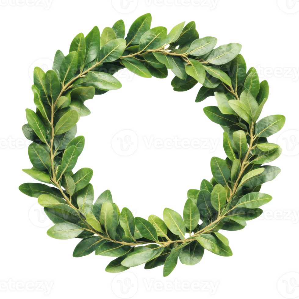 Green laurel wreath with fresh leaves on display png