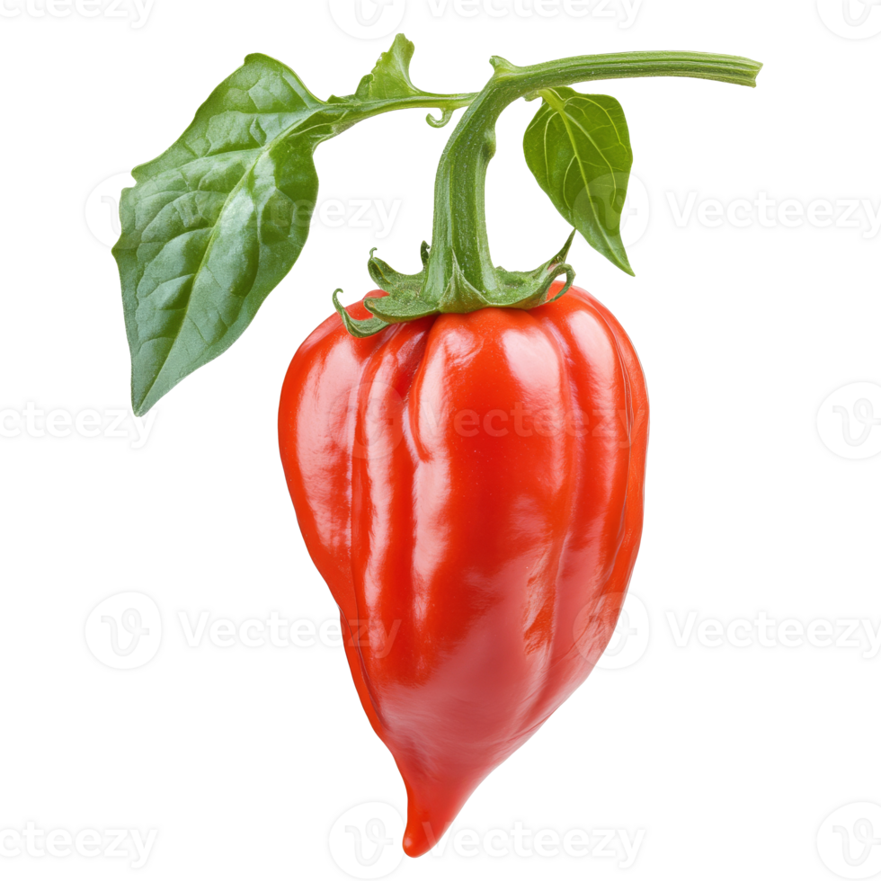 Red pepper hanging on a green stem in studio light png