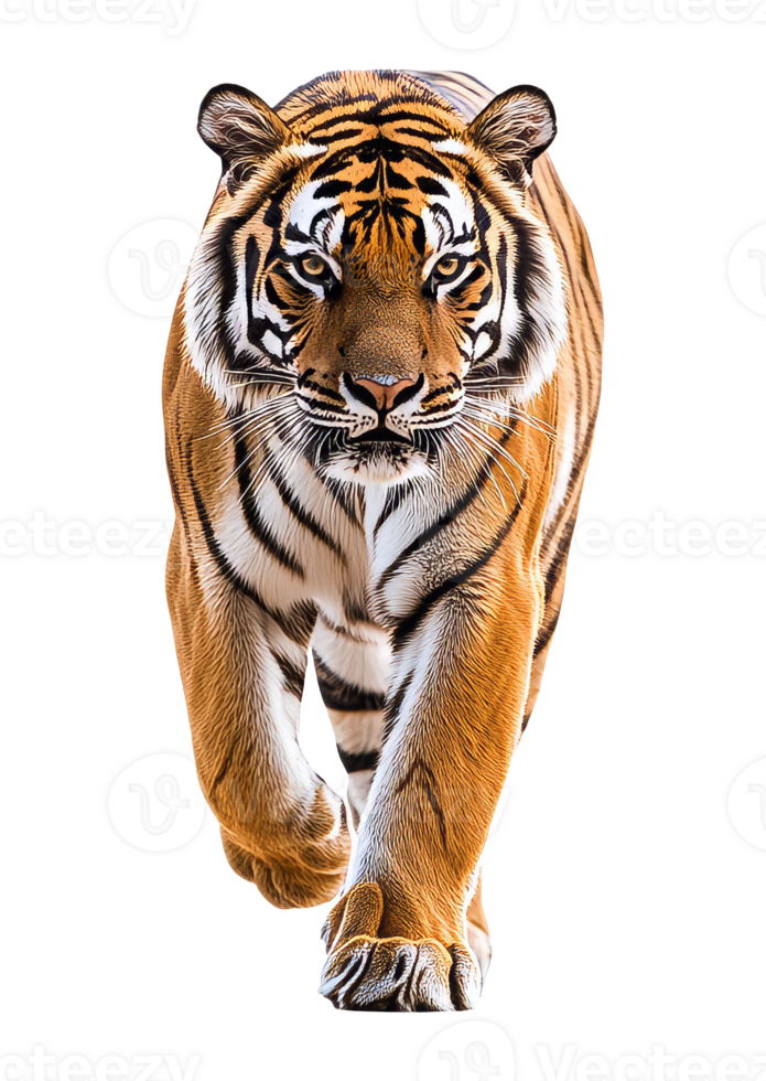 Majestic tiger walking towards the viewer png