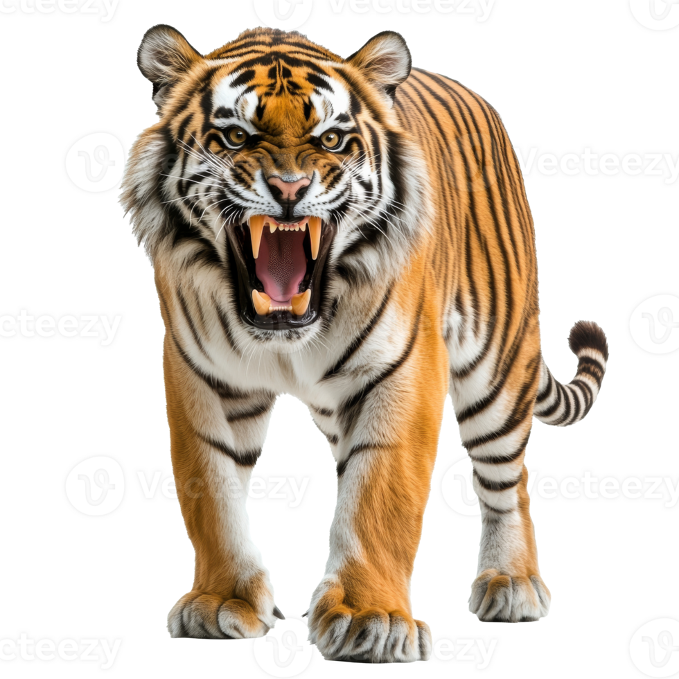 Fierce tiger displaying its power in the wild png