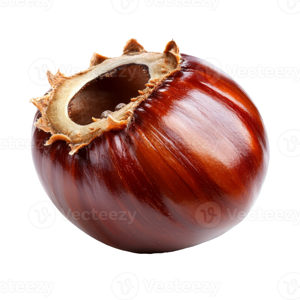 Chestnut shows rich color and glossy surface png