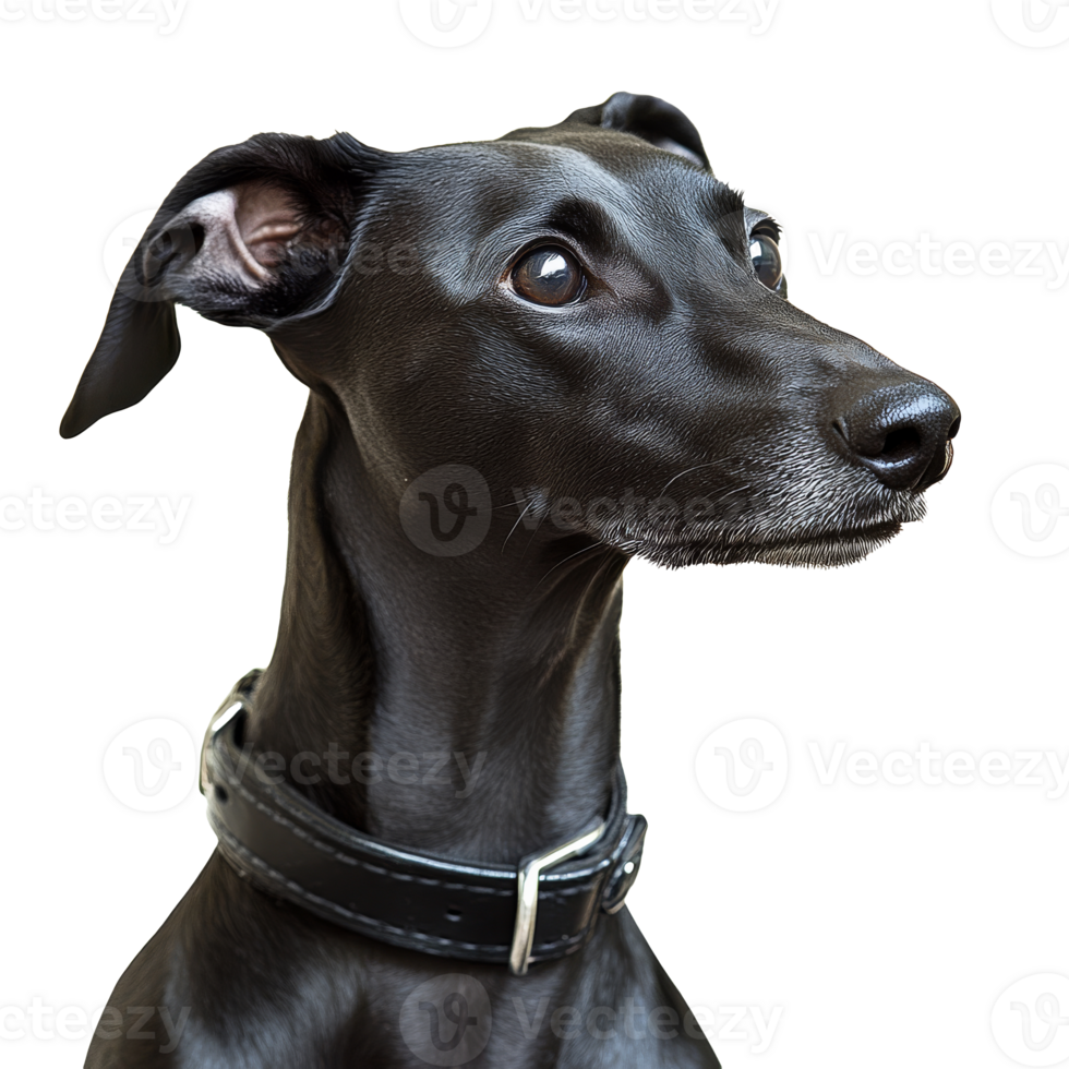 Elegant black dog poses for a close up shot png